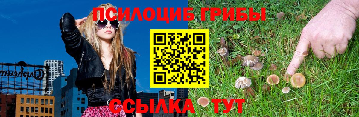 хочу наркоту  Вход с VPN  Якутск  Псилоцибиновые грибы Psilocybe 
